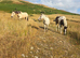 Appaloosa