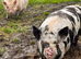 2 pigs free to good home