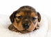 Beautiful Miniature Dachshunds