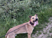 bull grey x belgian malinois