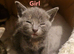 5 kittens for sale!