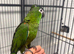 Hand Reared Baby Hahns Macaws