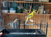 Canaries