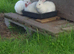 New Zealand kittens