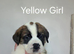 2 Female Saint Bernard Puppies