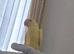 Ringneck parrot bradford