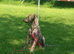 Deerhound Saluki x Bull Wheaton beddy greyhound