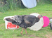 Bronze Turkey Hatching Eggs