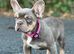 KC frenchie