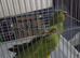 Green ringneck