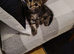 Three bundles of happiness are looking for loving families!