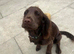 Female working cocker-spaniel