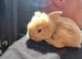 3 Baby Lion lops look for thier new homes in the next 3 weeks