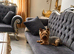 Female yorkshire terrier