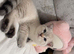 Scottish fold x British shorthair kitten!