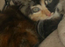 Ready now! 3 kittens for sale.