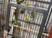 Baby lovebirds