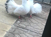 Fantails