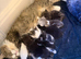 Cute Persian babies