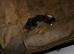 2 kittens for sale to loving home