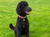 Labradoodle F1b