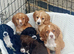 Cocker spaniel puppies, ready to leave.