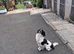Springer spaniel English