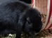 Beautiful girl 9 weeks old ready now