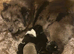 Beautiful lilac and Merle chow chow puppies