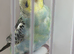 Baby budgie ring number 37 2026 rung
