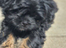 Shih tzu Puppies ready to change home.