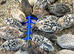 Coturnix quails
