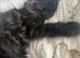 Half Maine coon half ragdoll