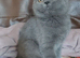 Blue female