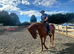 15.3hh 3 yr Reg Hilston part bred appaloosa