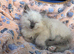 Beautiful Female Birman Kitten – 9 Weeks Old