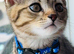 Stunning GCCF Registered Champion Bloodline British Shorthair Chocolate Tabby Kittens