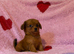 Pomeranian cross chihuahua