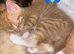 Main coon cross