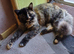 Tortie for sale 2 year old