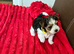 Biewer Yorkshire Terrier puppies for sale