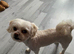 Bichon mixed with Maltese