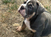 Female English bulldog