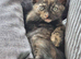 8 weeks kitten little girl tortoiseshell looking for a new home