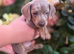 Miniature DACHSHUND