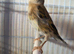 Goldfinch mule goldie