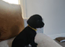 Beautiful female cocker called evie