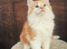 Two ginger male kittens ready for a new home now!