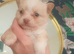 Chihuahua available to leave 10th June
