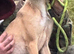 Bedlington whippet 2nd x
